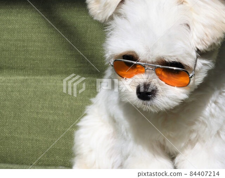 Chiwamaru dog Chiwamaru dog 84407214