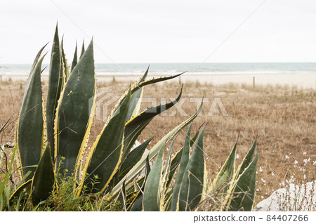 Agave Americana Marginata on the beach in the Mediterranean sea. 84407266