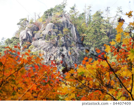 Autumn leaves in Shosenkyo, Yamanashi Prefecture, November 84407409