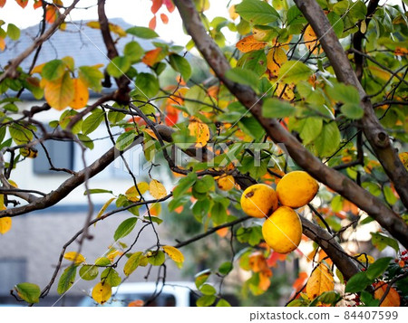 Quince tree with yellow fruits Quince tree with yellow fruits 84407599