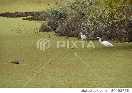 Yamadaike Park Yamadaike Park 84408778