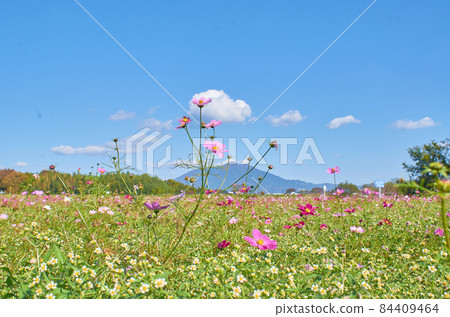 Mount Tsukuba Cosmos 84409464