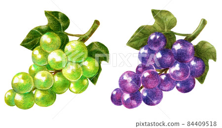 A set of 2 colored pencil drawings of a bunch of grapes 84409518