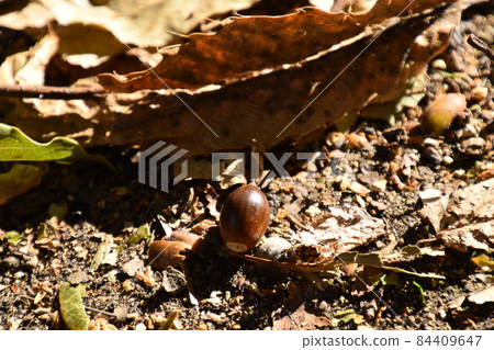 Yamadaike Park 84409647