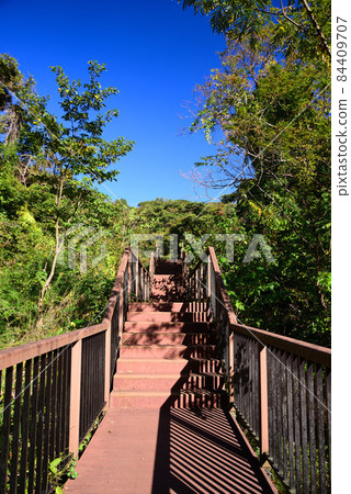 Koajiro no Mori in Autumn, Miura City, Kanagawa Prefecture 84409707