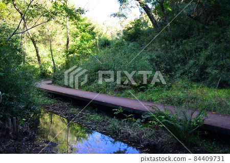 神奈川縣三浦市秋天的小次郎之森 神奈川縣三浦市秋天的小次郎之森 84409731