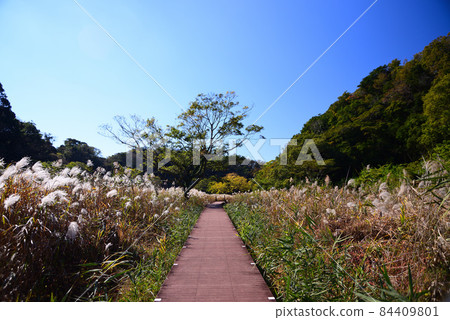 Koajiro no Mori in Autumn, Miura City, Kanagawa Prefecture Koajiro no Mori in Autumn, Miura City, Kanagawa Prefecture 84409801