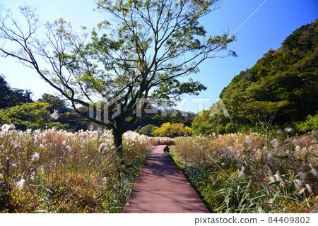 Koajiro no Mori in Autumn, Miura City, Kanagawa Prefecture 84409802