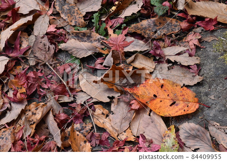 Yamadaike Park 84409955