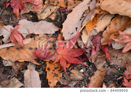 Yamadaike Park 84409956