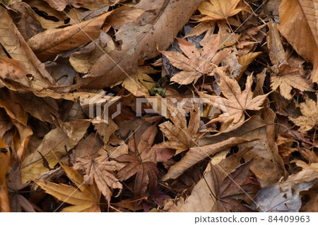 Yamadaike Park 84409963