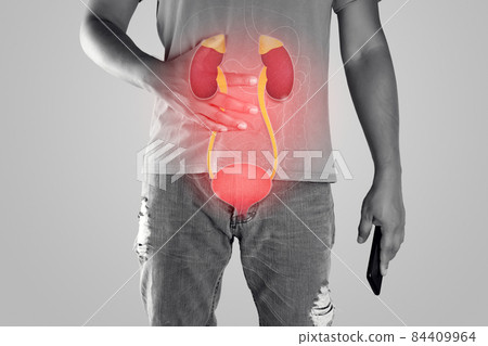 Kidney and urethra illustration on the men body 84409964