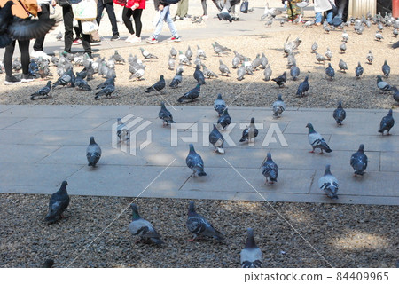  鴿子 84409965