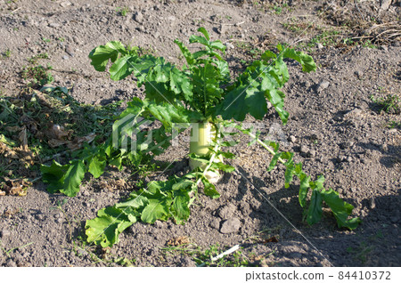 蘿蔔田 蘿蔔田 84410372