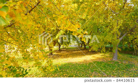 Ginkgo arch 84410615