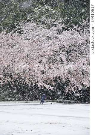 Snow falling on cherry blossoms in full bloom 84410617