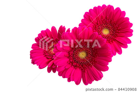 gerbera flowers isolated gerbera flowers isolated 84410908