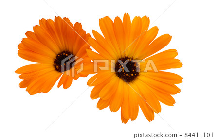 marigold flower isolated marigold flower isolated 84411101