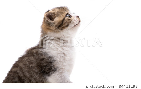 kitten isolated kitten isolated 84411195