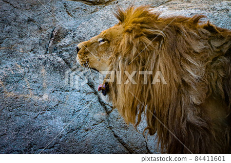 Roar Roar 84411601