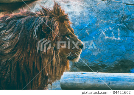 lion lion 84411602