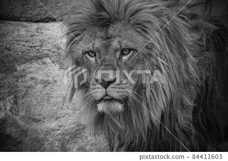 lion 84411603