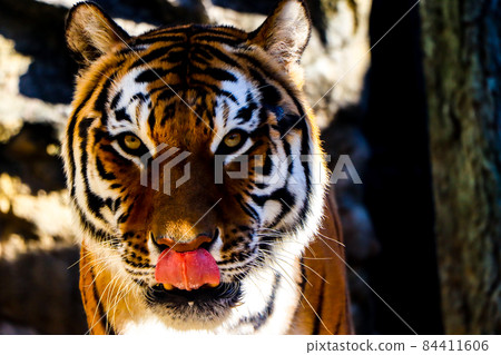 Tiger's eye light Tiger's eye light 84411606