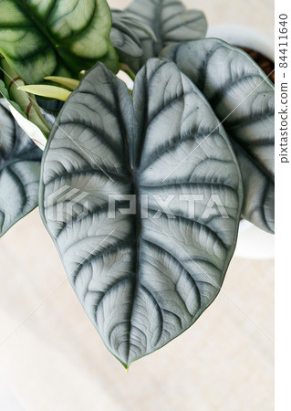 close up of Alocasia silver dragon leave 84411640