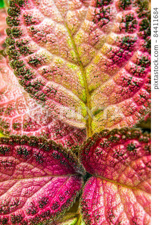 Colorful pattern and soft fur on the leaf surface of the Carpet Plant 84411684