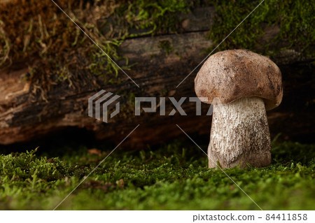 Brown cap boletus mushroom growing under snag Brown cap boletus mushroom growing under snag 84411858