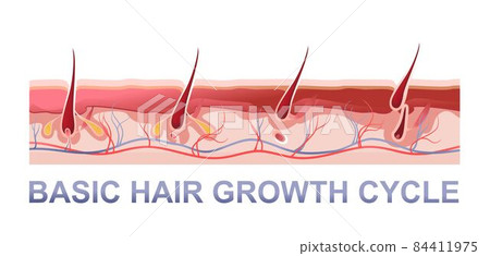 human hair growth phases educational poster human hair growth phases educational poster 84411975