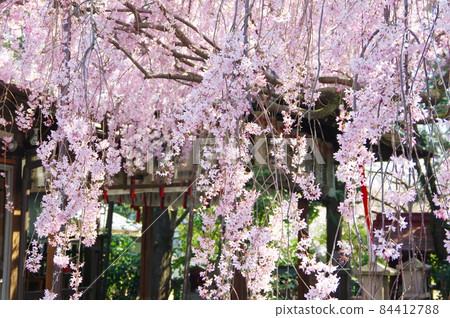 Weeping cherry tree at Suika Tenmangu Shrine (Kamigyo-ku, Kyoto City) 84412788