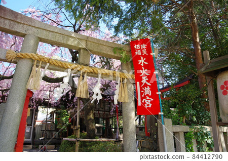 水花天滿宮和垂枝櫻花（京都市上京區） 84412790