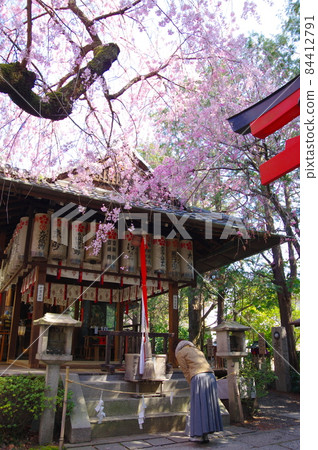 Weeping cherry tree at Suika Tenmangu Shrine (Kamigyo-ku, Kyoto City) 84412791