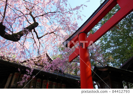 Weeping cherry tree at Suika Tenmangu Shrine (Kamigyo-ku, Kyoto City) 84412793