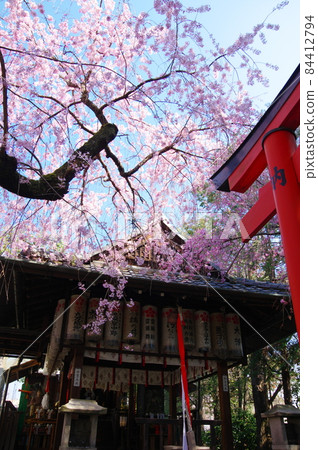 水花天滿宮(京都市上京區)的垂枝櫻花 水花天滿宮(京都市上京區)的垂枝櫻花 84412794