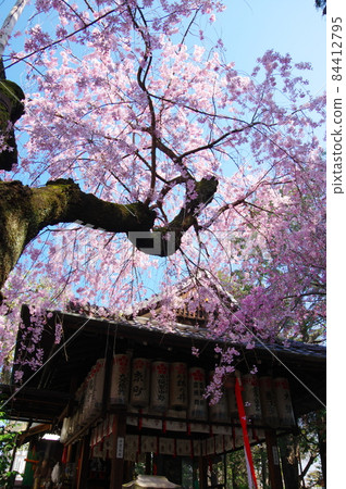 水花天滿宮(京都市上京區)的垂枝櫻花 水花天滿宮(京都市上京區)的垂枝櫻花 84412795