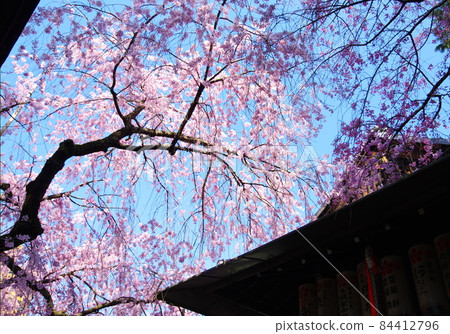 Weeping cherry tree at Suika Tenmangu Shrine (Kamigyo-ku, Kyoto City) 84412796
