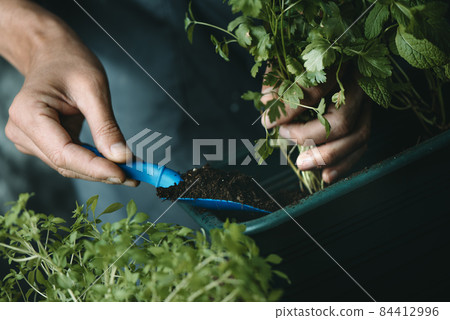 man plants a parsley plant using a plastic trowel 84412996