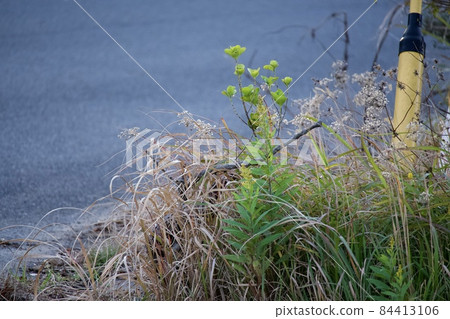 沿路生長的雜草和電線桿 沿路生長的雜草和電線桿 84413106