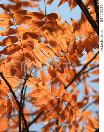 Tracks that decorate the autumn sky Tracks that decorate the autumn sky 84413126