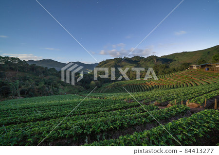 Green fresh tea or strawberry farm, agricultural plant fields in Asia. Rural area. Farm pattern texture. Nature landscape background. Chiang Mai, Thailand. Green fresh tea or strawberry farm, agricultural plant fields in Asia. Rural area. Farm pattern texture. Nature landscape background. Chiang Mai, Thailand. 84413277