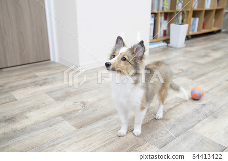 Shetland Sheepdog puppy sitting on the floor Shetland Sheepdog puppy sitting on the floor 84413422