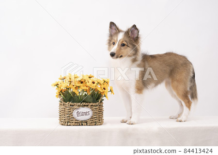 黃色的花和 sheltie 小狗 84413424