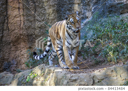 Tama Zoological Park Amur Tiger 84413484