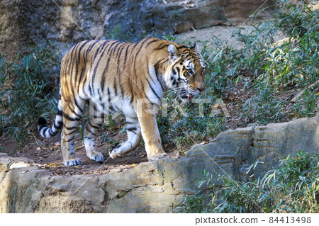 多摩動物公園阿穆爾虎 84413498