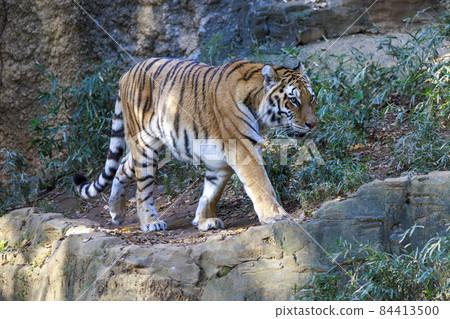 多摩動物公園阿穆爾虎 多摩動物公園阿穆爾虎 84413500