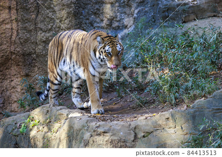 多摩動物公園阿穆爾虎 84413513