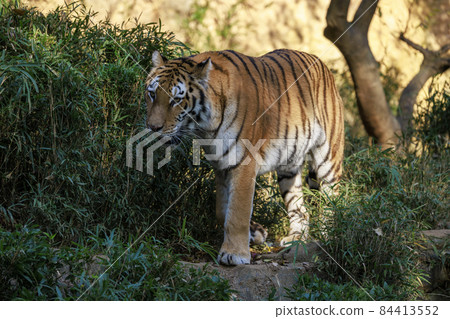 Tama Zoological Park Amur Tiger 84413552