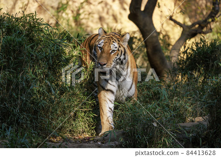 多摩動物公園阿穆爾虎 84413628
